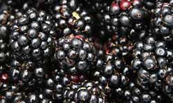 Proizvod od kupine, d/z kupina blok