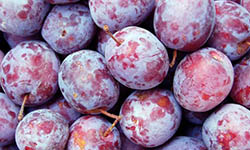 Proizvod od sljive, d/z sljiva rucno secena