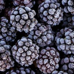 Rubushill otkup, prerada i izvoz kupine