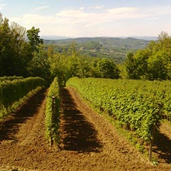 Hladnjaca Rubushill doo - Ivanjica